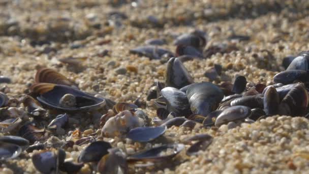 海贝和贻贝躺在海滩上 浅水区 慢盘右 — 图库视频影像