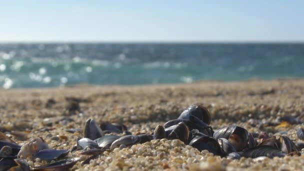 Κοχύλια Που Βρίσκονται Μια Αμμώδη Παραλία Καλοκαίρι Ρηχό Βάθος Πεδίου — Αρχείο Βίντεο