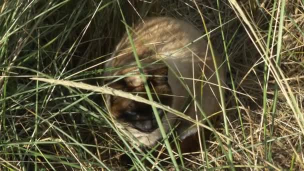 Piękny Kot Domowy Jasnoniebieskimi Oczami Ukrywający Się Latem Długiej Trawie — Wideo stockowe