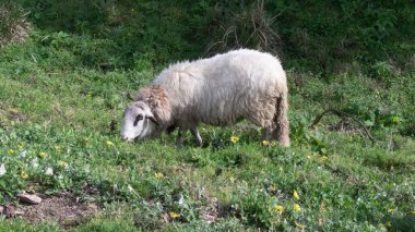Portekiz 'in kırsal kesimindeki yamaçta otlayan koyunların portresi