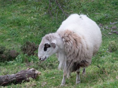 Portekiz 'in kırsal kesiminde yünlü kürklü koyunlar yamaçta dikiliyor.