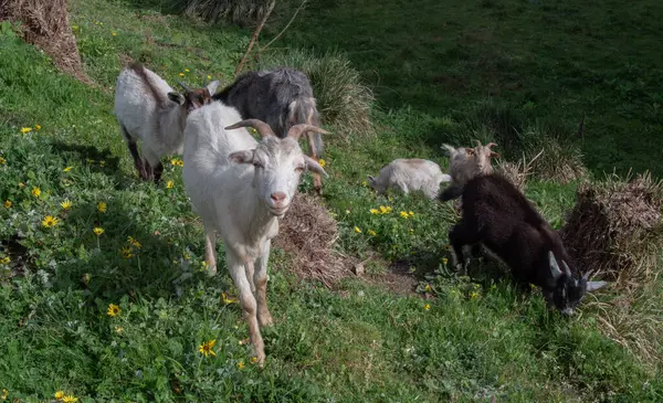 Portekiz 'in kırsal kesimindeki yamaçlara tırmanan yerli keçi sürüsü