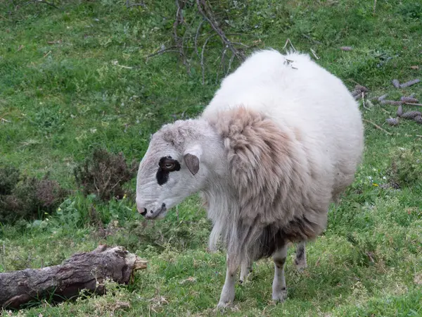 Portekiz 'in kırsal kesiminde yünlü kürklü koyunlar yamaçta dikiliyor.