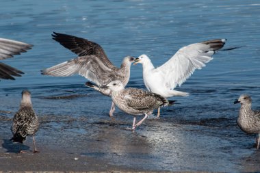 Balıkçı rıhtımında bir parça balık için kavga eden martılar..