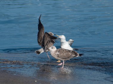 Balıkçı rıhtımında bir parça balık için kavga eden martılar..