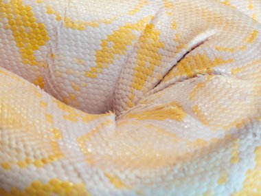 Albino Burmese python, close up on skin and scales with yellow and white colors. clipart