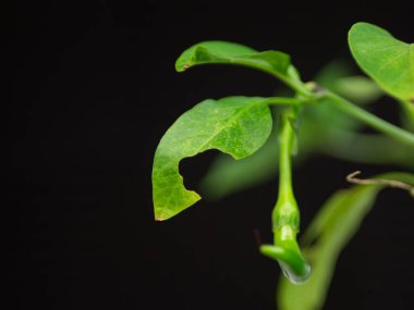 Big hole in the leaf of a chili pepper plant, after being eaten by caterpillars.