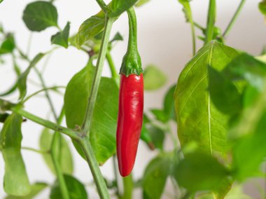 İçerde büyüyen parlak kırmızı biber, bir tencereye yerleştirilmiş..