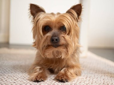 Yorkshire Terrier portresi. Evdeki sevimli evcil hayvan, yüz ve kafa..