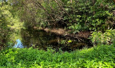 Suda yansıması olan Mangrove Ormanı