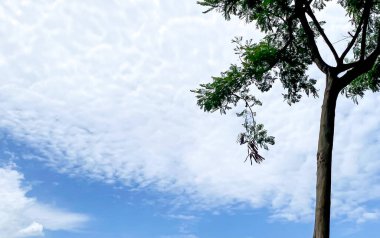 Mavi gökyüzünün net bir görüntüsü senin neşeli arka planına iyi gider.