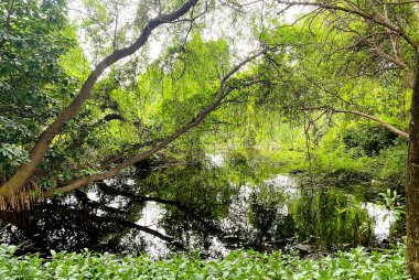 Suda yansıması olan Mangrove Ormanı