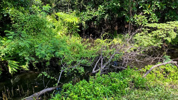Mangrovebos Met Reflectie Het Water — Stockfoto
