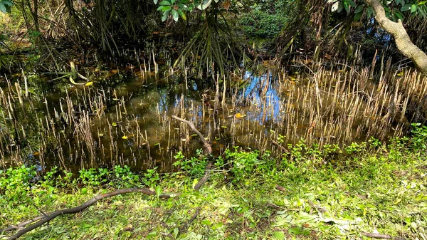 Δάσος Mangrove Αντανάκλαση Στο Νερό — Φωτογραφία Αρχείου