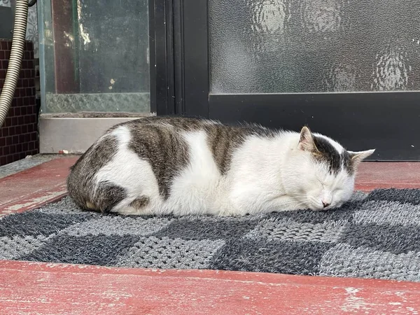 Başıboş şişko kedi kapının önünde uyuyor.