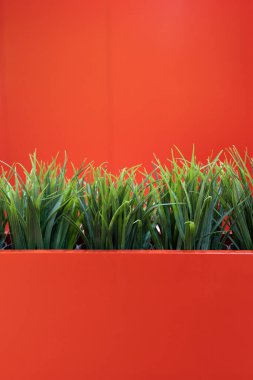 Yapay Çimen İzleri Kırmızı Bitkiler ve Aynı Rengin Kırmızı Arkaplan Duvarı 'na yerleştirildi.