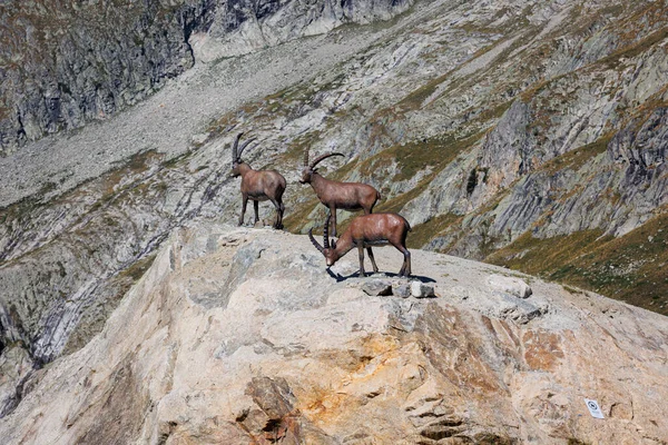 Falešný Ibex Alp Skalách Italských Horských Alp Letní Den — Stock fotografie