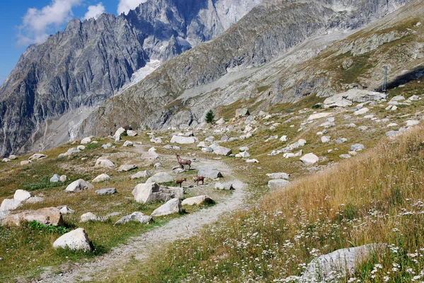 Ibex Palsu Alpen Batu Alpen Gunung Italia Pada Hari Musim — Stok Foto