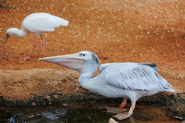 Pembe Sırtlı Pelikan - Pelecanus rufescens - Afrika ve Güney Arabistan 'da yaşayan bir kuş..