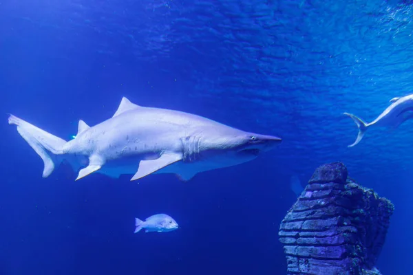 Tiburón Tamaño Mediano Dentro Acuario Tema Peces — Foto de Stock