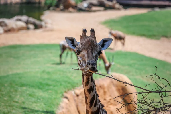 Volto Della Giraffa Visto Vicino Nel Suo Ambiente Naturale — Foto Stock