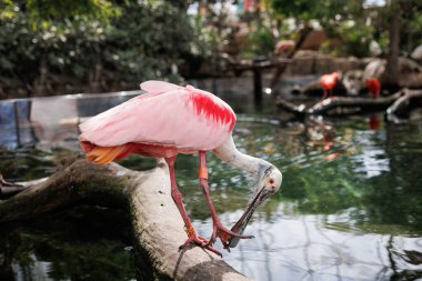 Roseate Spoonbill, Platalea ajajaja, Ibis ve Spoonbill ailesinin Gregarious Wading Bird 'ü ve Threskiornithidae ailesinden..