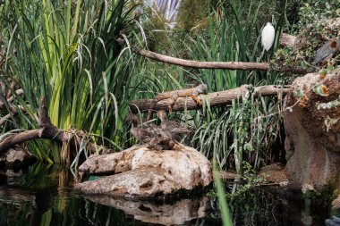 İguana, diğer hayvanlarla çevrili bir ağacın gövdesinde kamufle oldu..