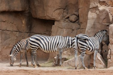Grant 'in Zebraları, Equus quagga boehmi, Ova Zebralarının en küçük alt türü..