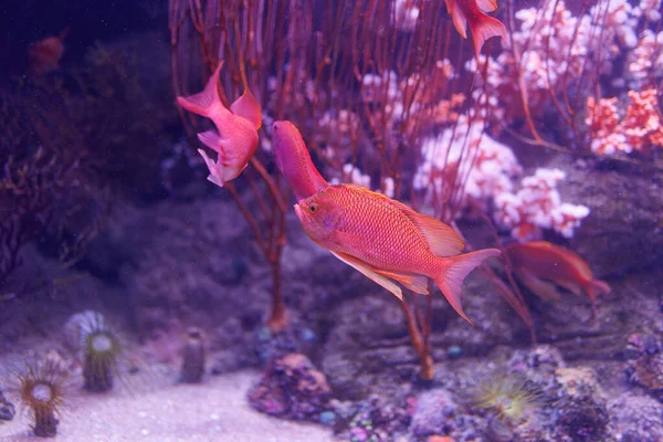 Pink Fishes and Corals inside a Big Blue Aquarium Tank.