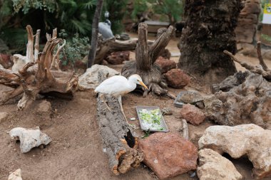 Sığır Egret, Bubulcus Ibis, doğal bitkilerle dolu bir bölgede balıkçıl kozmopolit bir tür..