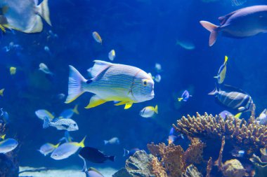 Balıklar ve mercanlar Büyük Mavi Akvaryum Tankında.