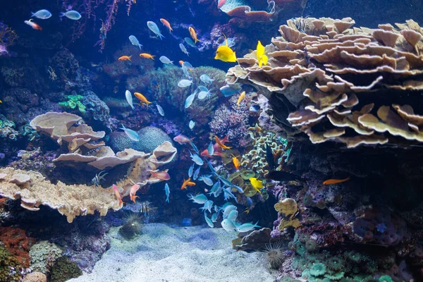 Fishes and Corals inside a Big Blue Aquarium Tank.