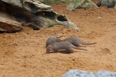 Cüce firavun fareleri yiyecek aramak için doğal ortamında hızla koşuyor..