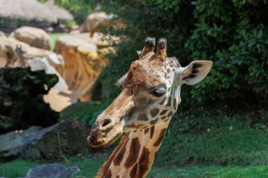 Zürafanın Yüzü Doğal Ortamda Yakından Görüldü.
