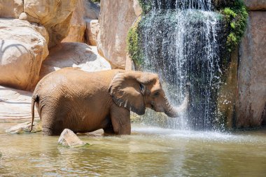 Fil Şelalenin Altında Serinliyor