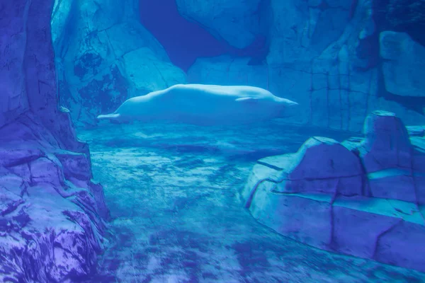 The Beluga Whale, White Whale or Delphinapterus leucas is an Arctic and sub-Arctic Cetacean in the family Monodontidae in the Aquarium.