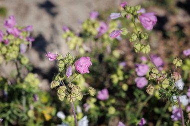 Beautiful Purple Rhododendron, Flowers Theme.