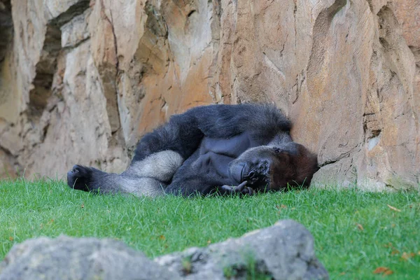 Gorilla Sleeping Outdoor lying on the Grass next to a Rock.
