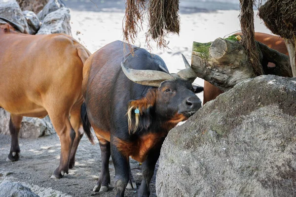 African Forest Buffalo Syncerus Caffer Nanus Also Known Dwarf Buffalo — Stock Photo, Image