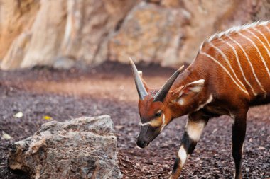 The Eastern Bongo - Tragelaphus eurycerus - an herbivorous nocturnal forest Ungulate with Striking Reddish-brown Coat and Spiralled Horns.