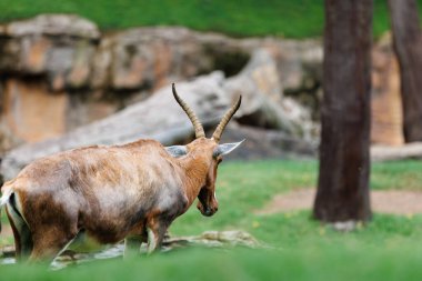 Common Waterbuck: Antelope Mammal Animal of Africa.