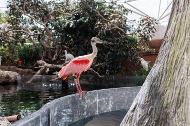 Roseate Spoonbill, Platalea ajajaja, Ibis ve Spoonbill ailesinin Gregarious Wading Bird 'ü ve Threskiornithidae ailesinden..