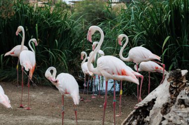 Bir grup güzel flamingo, Fenikopteridae familyasından bir kuş türü..
