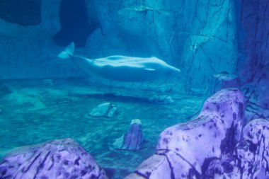 Beyaz Balina (Beluga Balinası, Beyaz Balina veya Delphinapterus leucas), Akvaryum 'da Monodontidae familyasına ait bir Arktik ve Kuzey Kutup altı deniz ürünüdür..