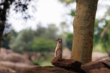 Slender-tailed meerkat, little adorable creature, Animal Theme.