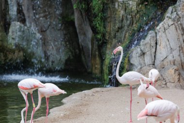 Flamingo grubu, Phoenicopteridae familyasından bir kuş türü..