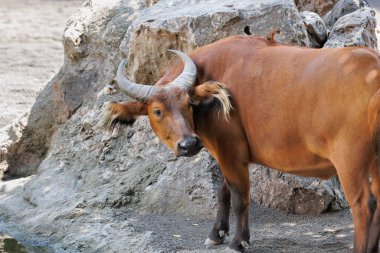 Afrika Ormanı Bizonu, Syncerus Caffer Nanus, Cüce Bufalo ya da Kongo Bufalosu olarak da bilinir..