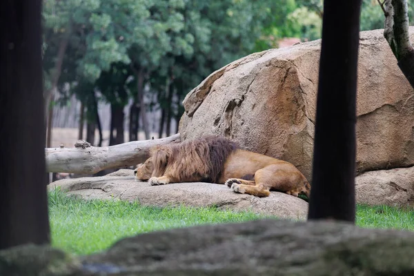 Lion that is Sleeping Near a Rock in a Natural Environment.