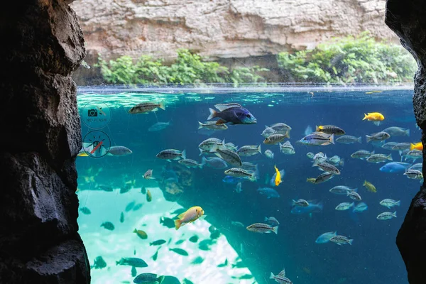 Fishes and Corals inside a Big Blue Aquarium Tank.