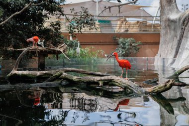 Kızıl Ibis veya Kızıl Ibis, Threskiornithidae ailesinden Eudocimus Ruber.